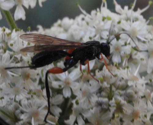 Phaenolobus sp.